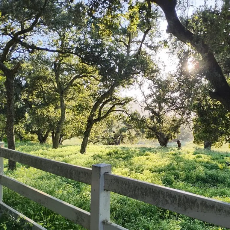Autumn in the Oaks Guided Hike Scene